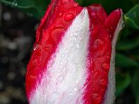 Regentropfen auf rotweißer Tulpe